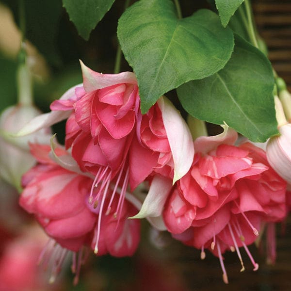 dt-brown 5 young plants Fuchsia Peachy (Trailing ) Flower Plants