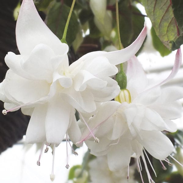 dt-brown FLOWER PLANTS Fuchsia White King (Trailing) Flower Plants