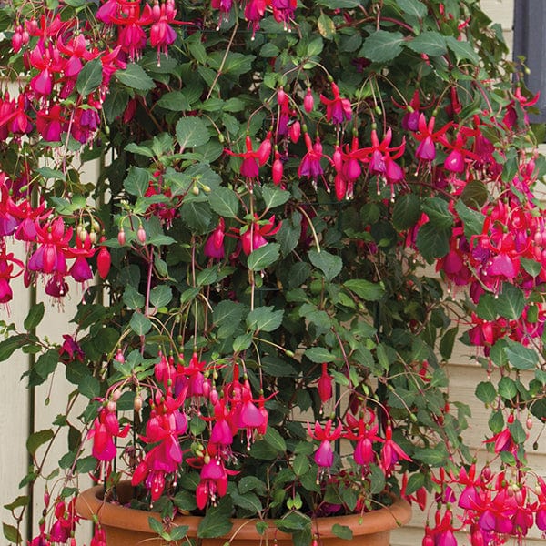 dt-brown FLOWER PLANTS Fuchsia Pink Fizz Flower Plants