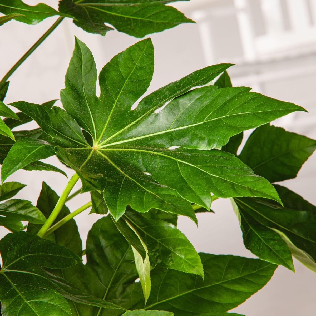 dt-brown FLOWER PLANTS 2 x 3 Litre Potted Plant Fatsia japonica