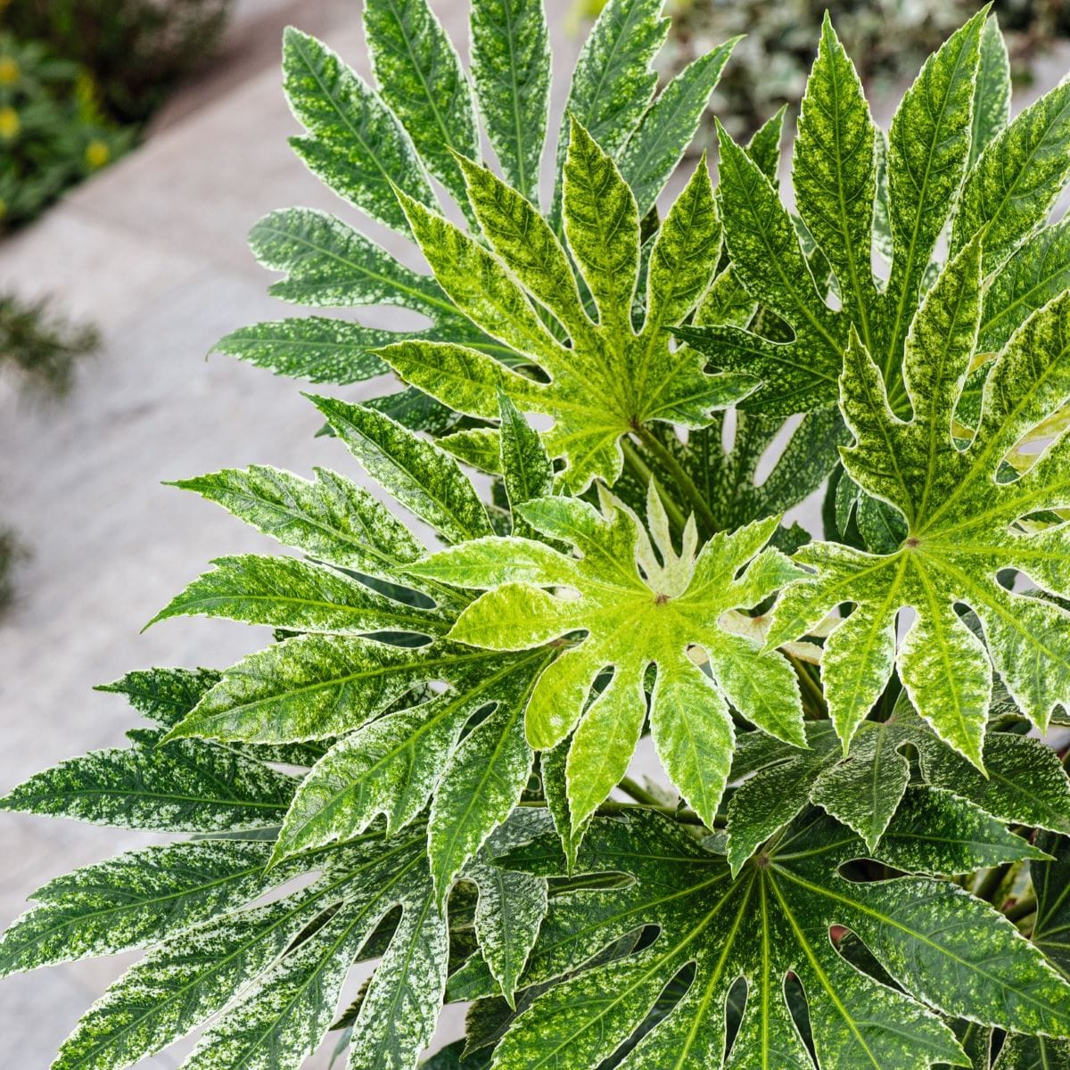 dt-brown FLOWER PLANTS 2 x 3 Litre Potted Plant Fatsia japonica Spider's Web