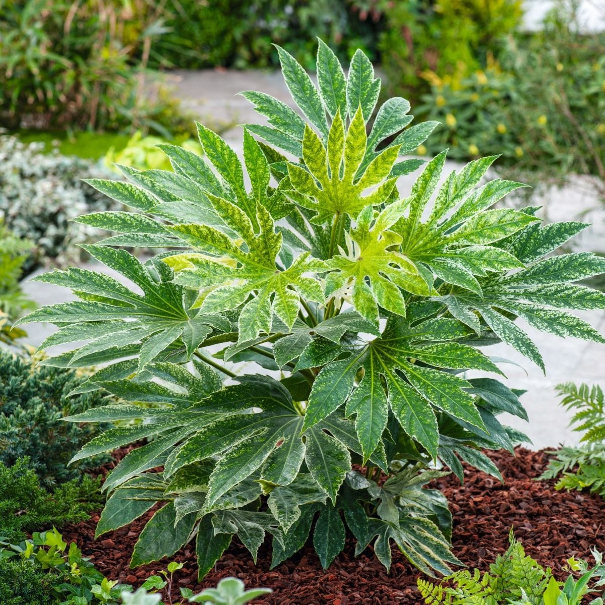 dt-brown FLOWER PLANTS Fatsia japonica Spider's Web