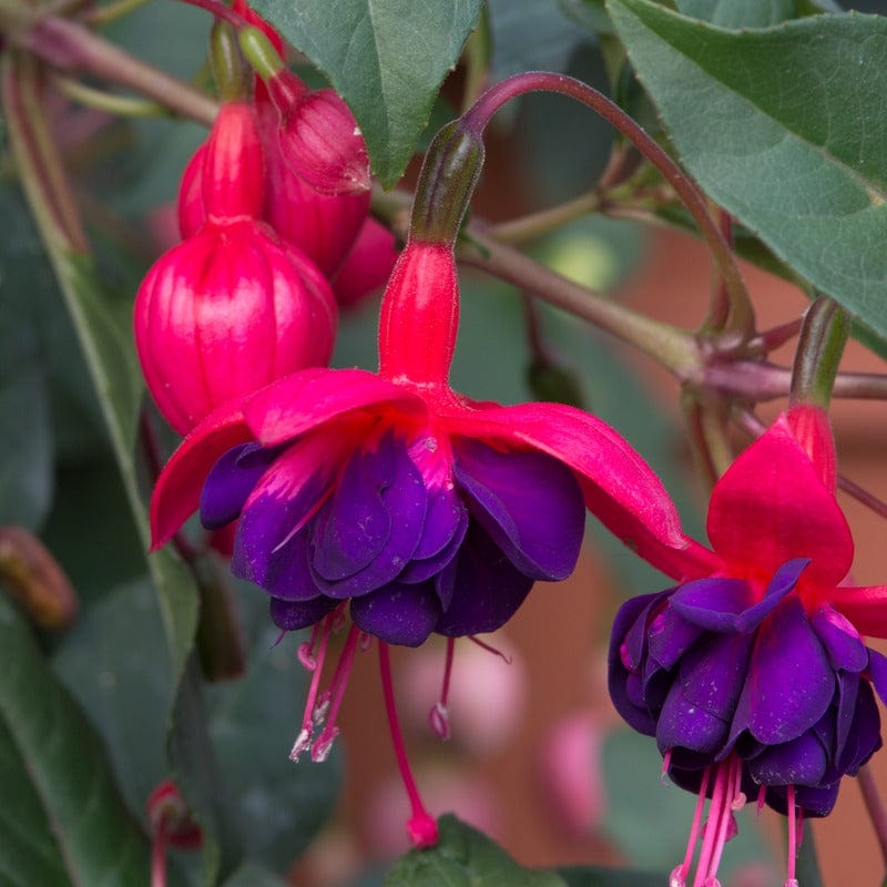 dt-brown 5 Young Plant Fuchsia Trailing Dollar Princess