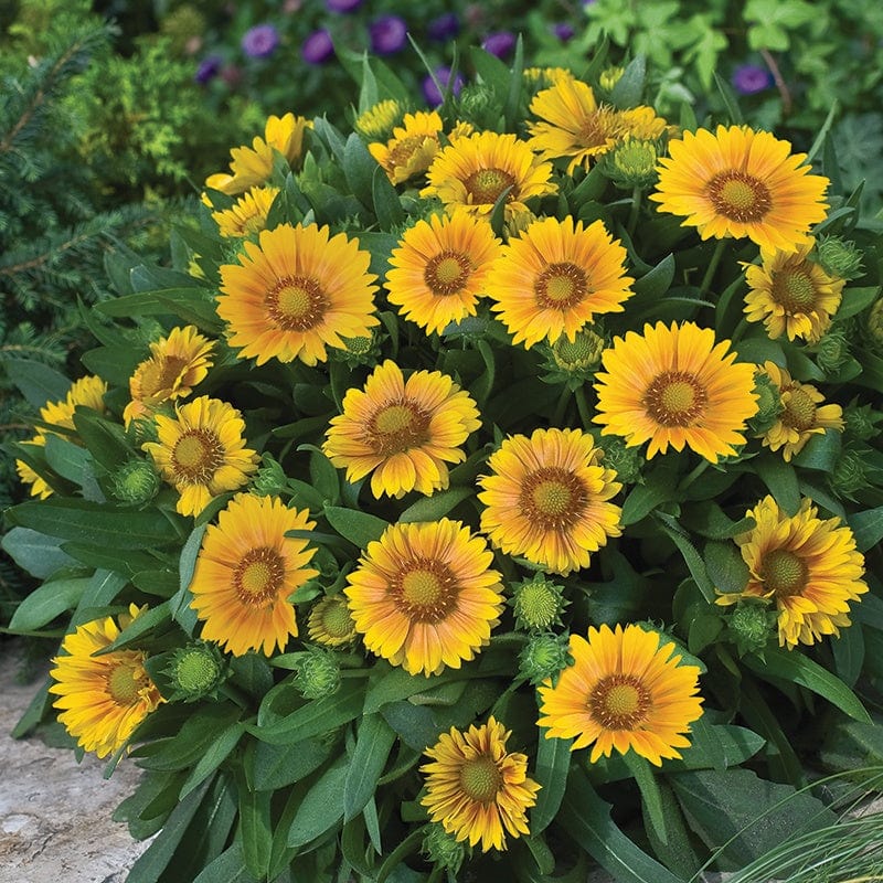 dt-brown FLOWER PLANTS Gaillardia Arizona Apricot Potted Flower Plant