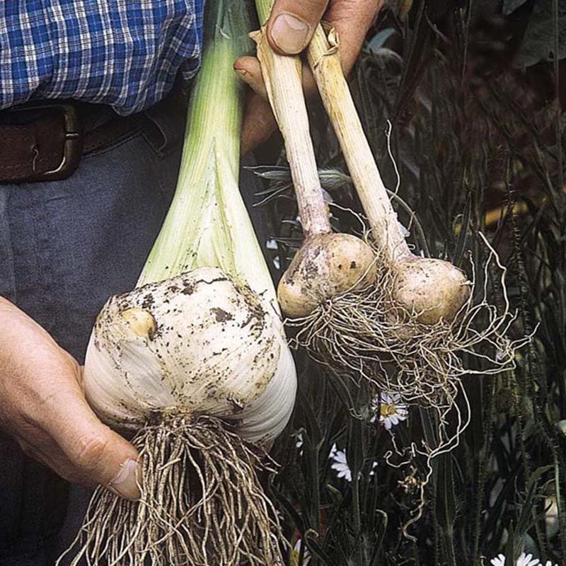 dt-brown ONIONS/GARLIC/SHALLOTS Autumn Planting Garlic Bulb Collection