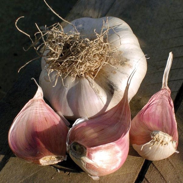 dt-brown ONIONS/GARLIC/SHALLOTS Garlic Picardy Wight Bulbs (softneck)