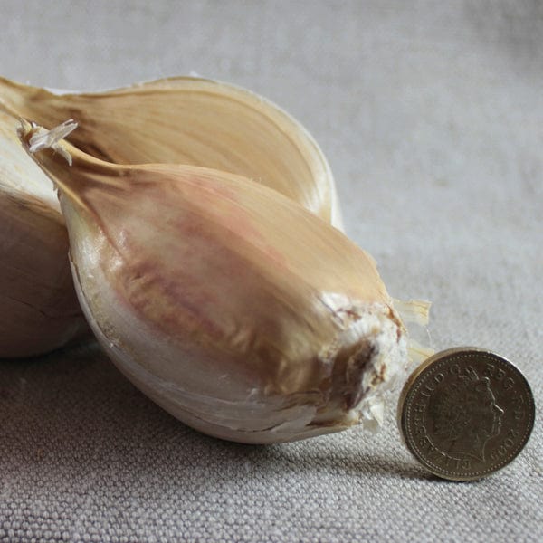 dt-brown ONIONS/GARLIC/SHALLOTS 5 Cloves Elephant Garlic Cloves