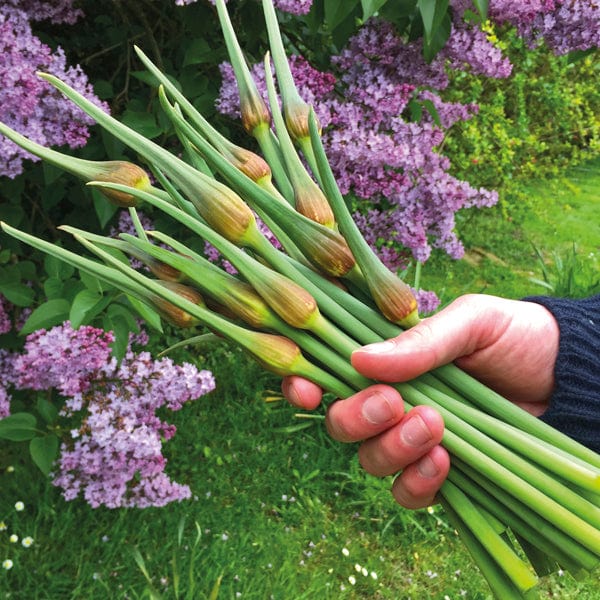 dt-brown ONIONS/GARLIC/SHALLOTS Garlic Carcassonne Wight Bulbs (Hardneck)