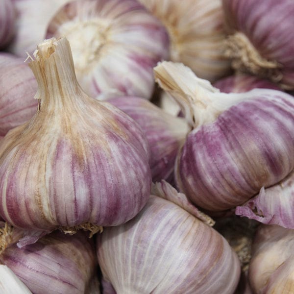 dt-brown ONIONS/GARLIC/SHALLOTS Garlic Red Duke Bulbs (hardneck)