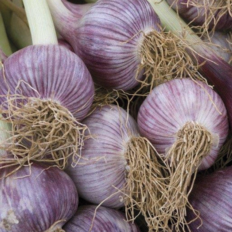 dt-brown ONIONS/GARLIC/SHALLOTS Garlic Caulk Wight Bulbs (hardneck)