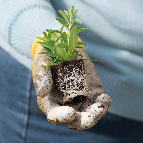 dt-brown FLOWER PLANTS Marigold Strawberry Blonde Plug Plants