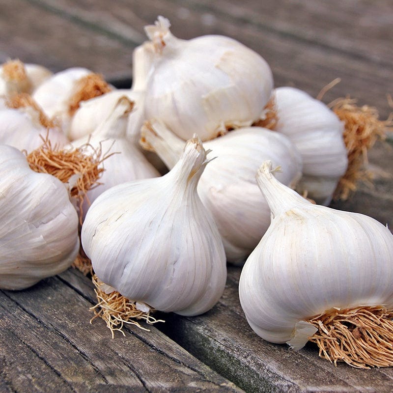 dt-brown ONIONS/GARLIC/SHALLOTS Garlic Mersley Wight Bulbs (Softneck)