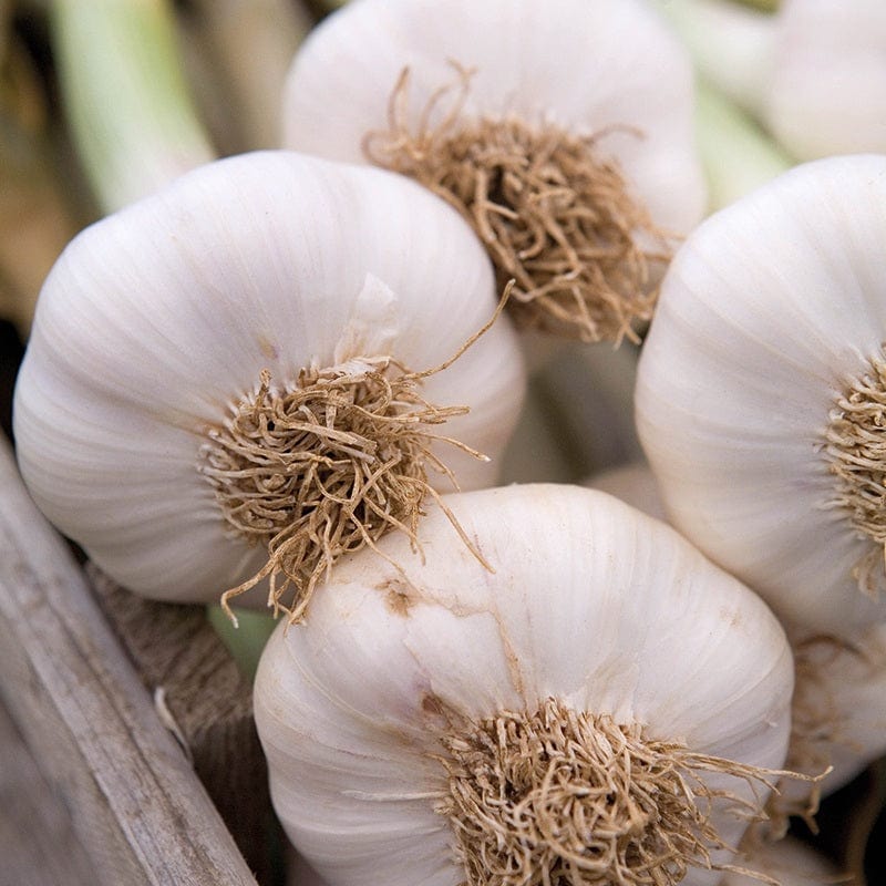 dt-brown ONIONS/GARLIC/SHALLOTS Autumn Planting Garlic Bulb Collection