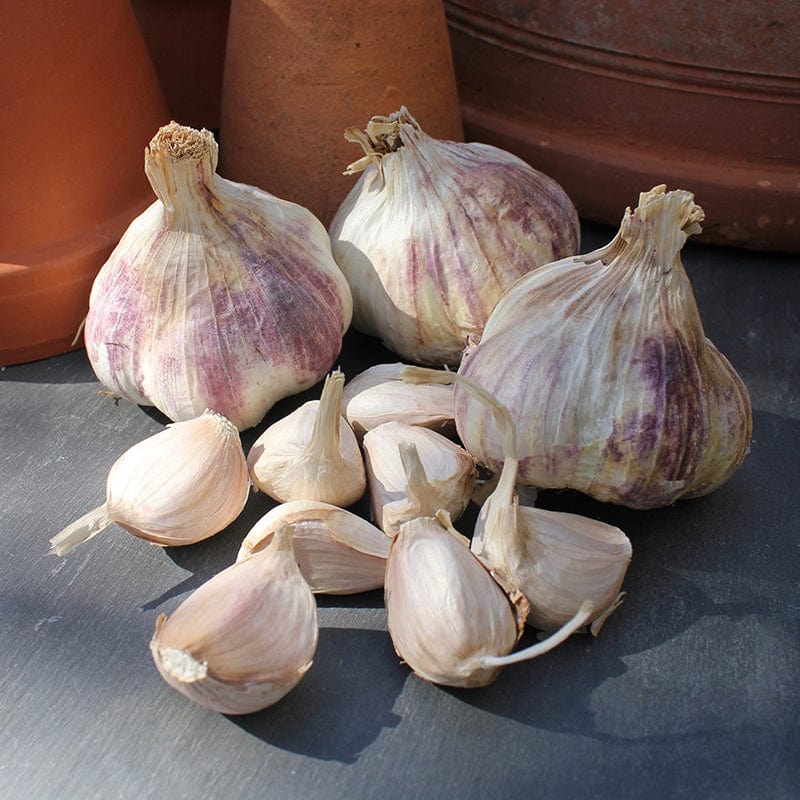 dt-brown ONIONS/GARLIC/SHALLOTS Garlic Rhapsody Wight (Softneck)