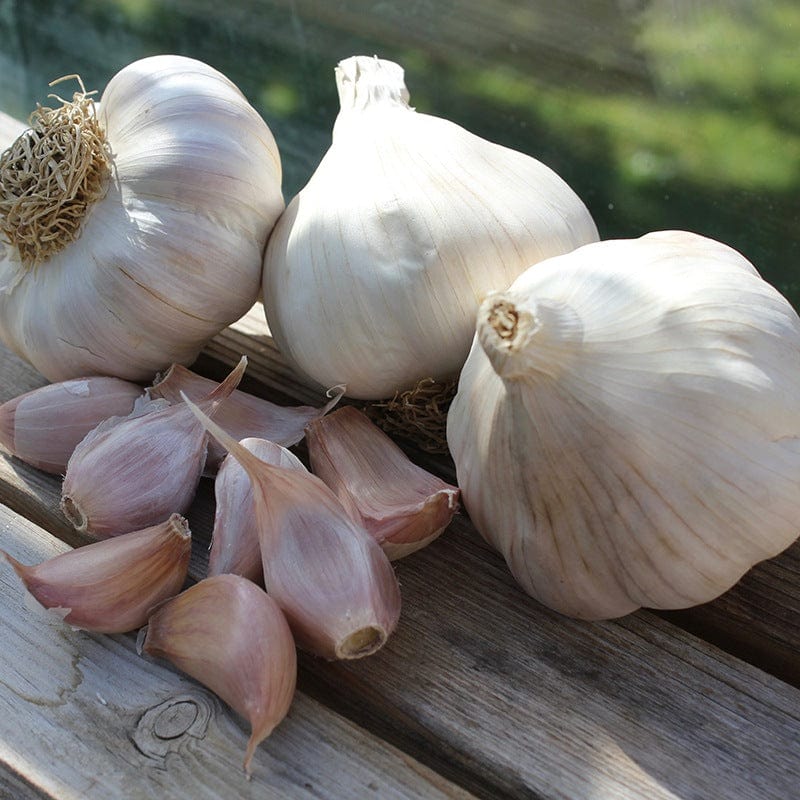 dt-brown ONIONS/GARLIC/SHALLOTS Spring Planting Garlic Collection