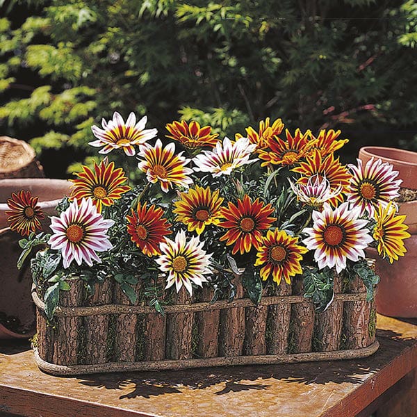 dt-brown FLOWER PLANTS Gazania Daybreak Tiger Mixed F1 Plug Plants