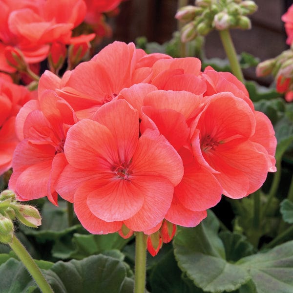 dt-brown FLOWER PLANTS Geranium Zonal Designer Salmon (Zonal) Flower Plants