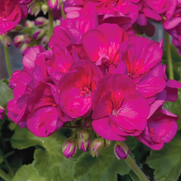 dt-brown 5 young plants Pelargonium Eco Merle Purple Flower Plants