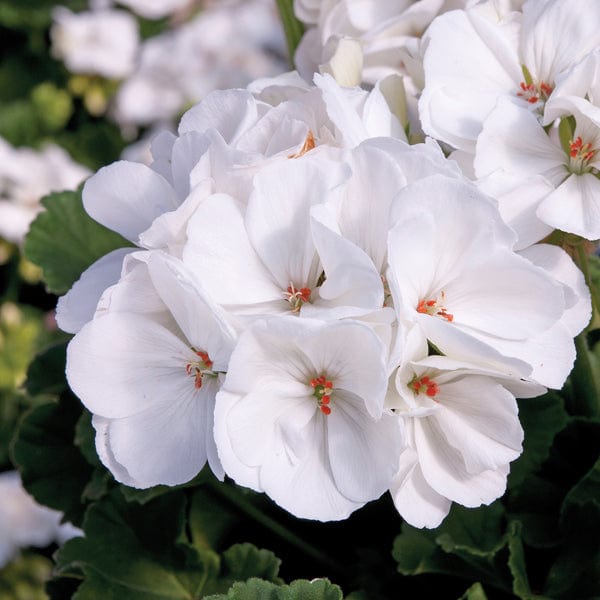 dt-brown 5 young plants Pelargonium Trend Lasse White Flower Plants