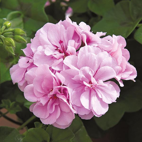 dt-brown FLOWER PLANTS Geranium Precision Bright Lilac (Trailing) Flower Plants