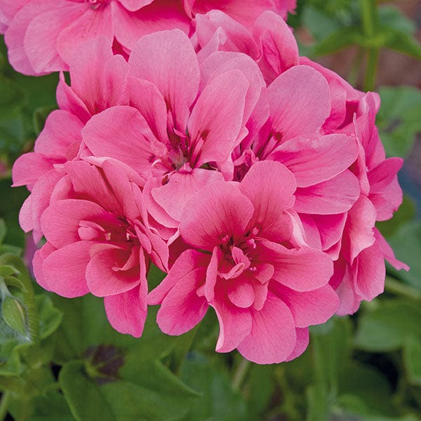 dt-brown 5 young plants Pelargonium Sunflair Josina Hot Pink Flower Plants