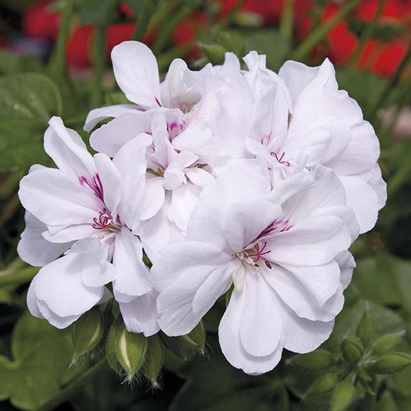 dt-brown 5 young plants Pelargonium Sunflair Eva White Flower Plants