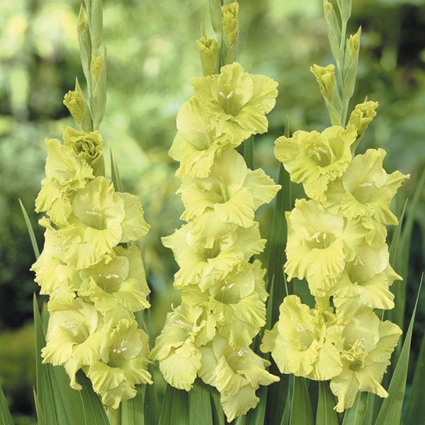 dt-brown FLOWER BULBS Gladioli Green Star Corms