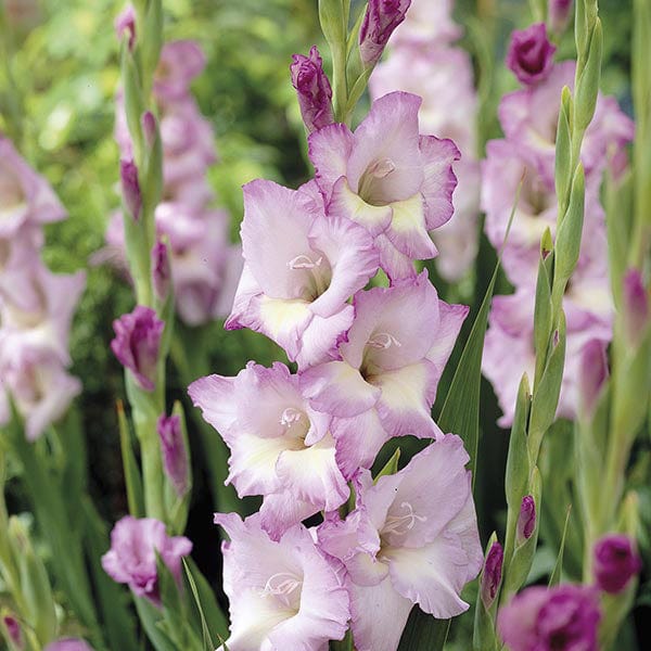 dt-brown FLOWER BULBS Gladioli Flower Bulb Collection