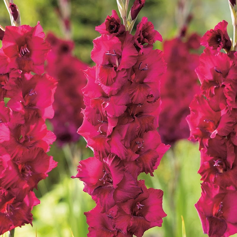 dt-brown FLOWER BULBS Gladiolus Plum Tart Flower Bulbs