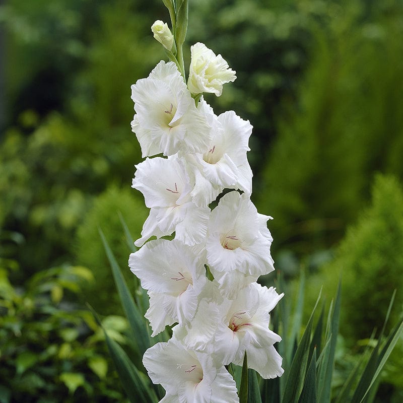 dt-brown FLOWER BULBS Gladiolus White Prosperity Flower Bulbs