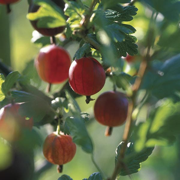 dt-brown FRUIT Gooseberry Xenia Fruit Plant