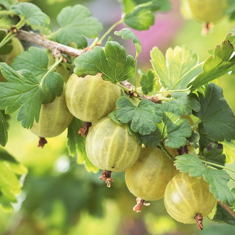 dt-brown FRUIT Gooseberry Hinnonmaki Yellow Fruit Plant (Late Season)