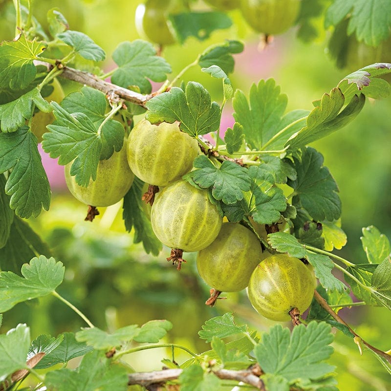 dt-brown FRUIT Gooseberry Hinnonmaki Yellow Fruit Plant (Late Season)