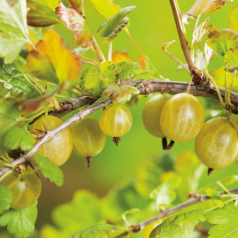 dt-brown FRUIT Gooseberry Hinnonmaki Yellow Fruit Plant (Late Season)