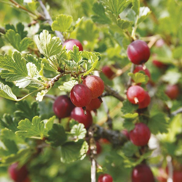 dt-brown FRUIT Gooseberry Hinnonmaki Red Fruit Plant (Mid Season)