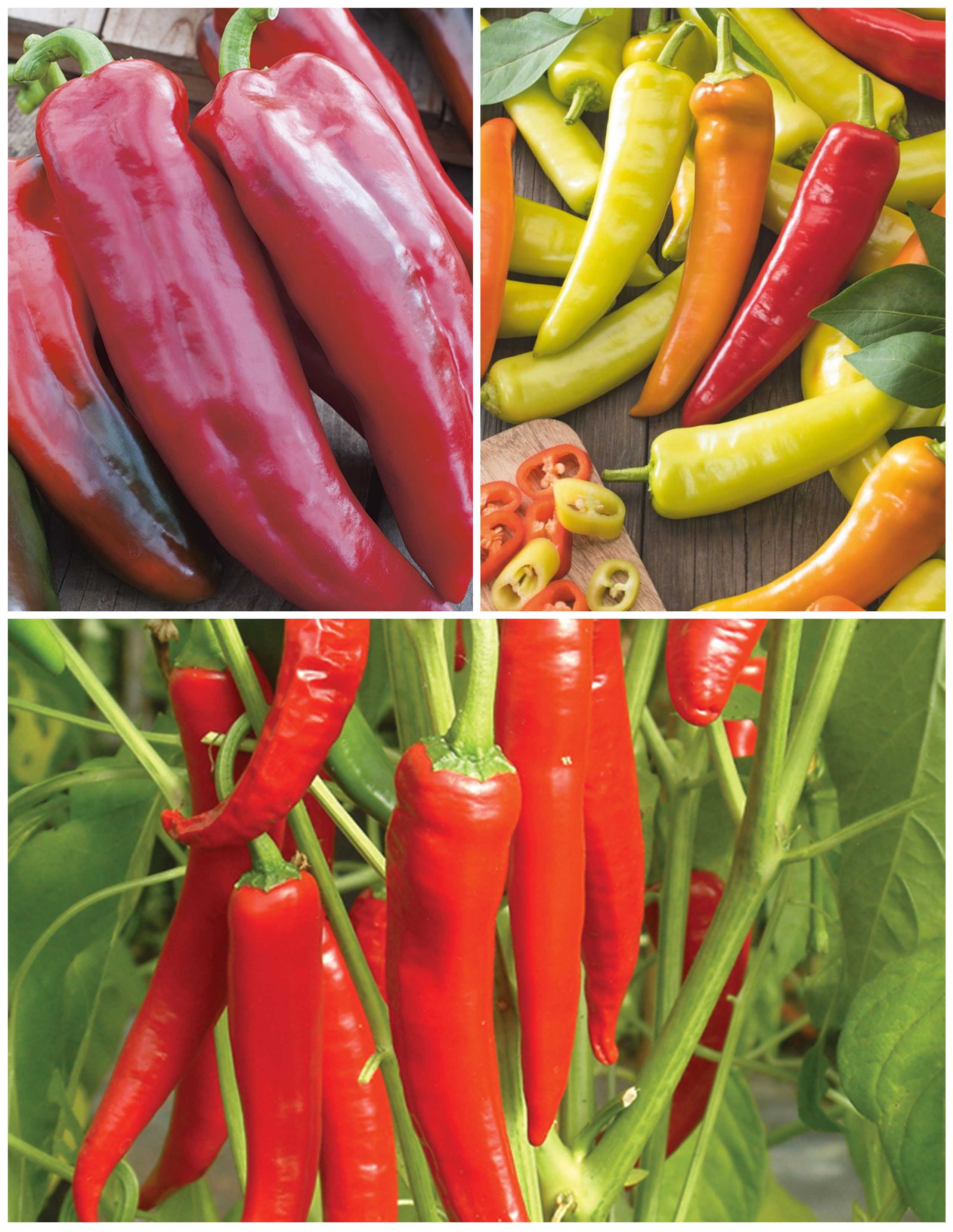 dt-brown VEGETABLE PLANTS Grafted Pepper and Chilli Collection - April - 3 x 9cm Potted Plants