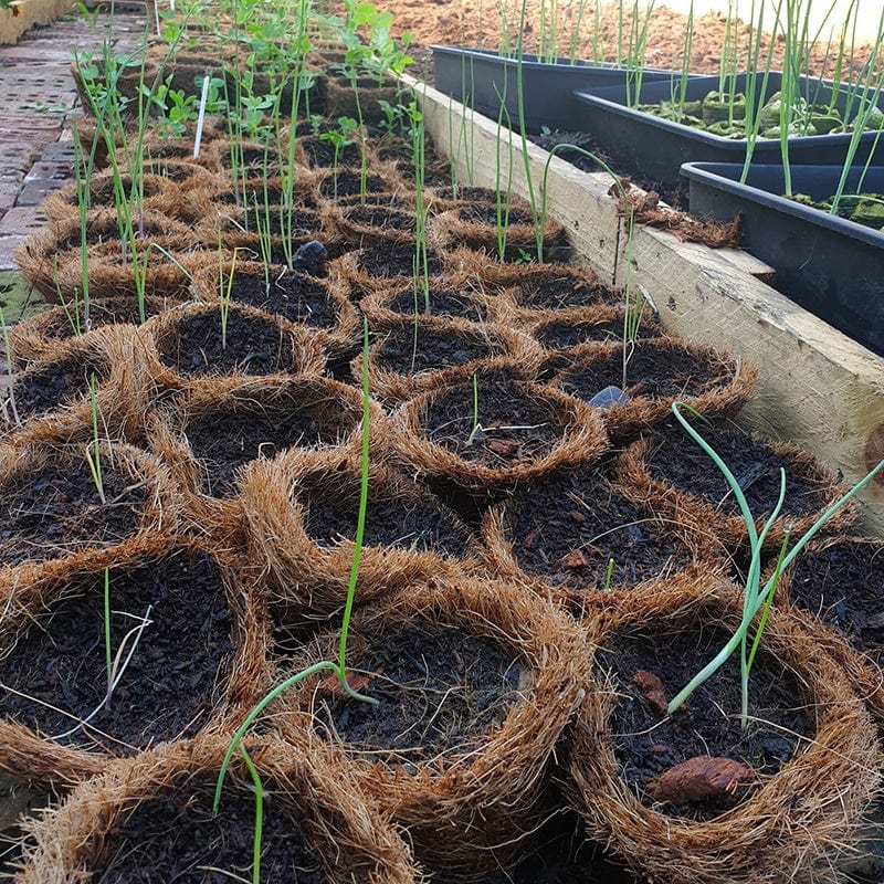 dt-brown HARDWARE Coco Coir Pots 13cm x 20