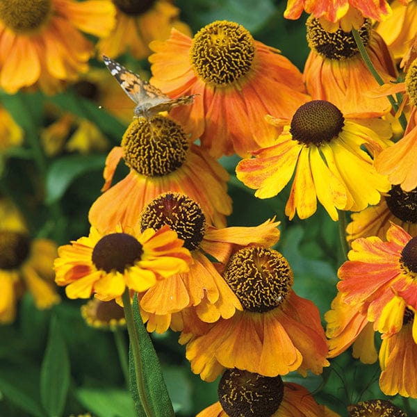 dt-brown FLOWER PLANTS Helenium Sahin's Early Flowerer Potted Flower Plant