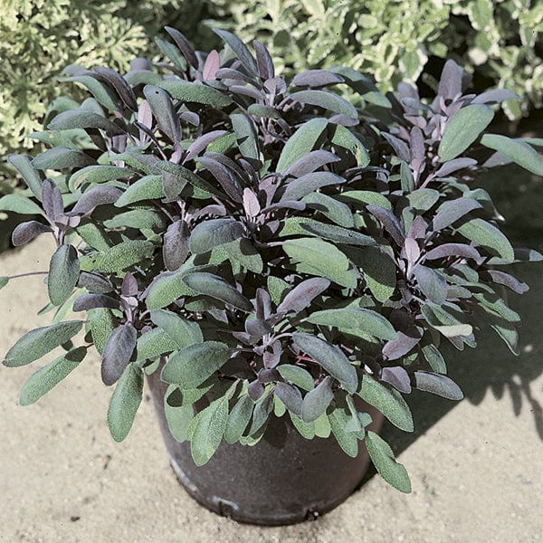 dt-brown VEGETABLE PLANTS Purple Sage Herb Plants