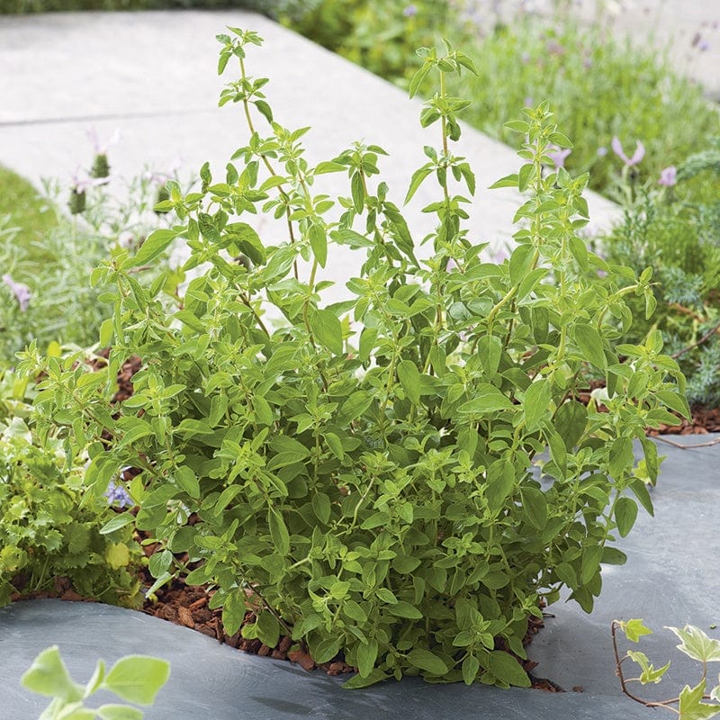 dt-brown VEGETABLE PLANTS 3 x 9cm Potted Plants (LATE) Oregano Hot & Spicy Herb Plants