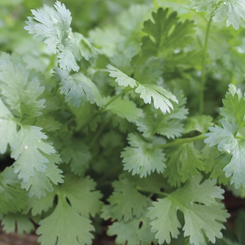 dt-brown VEGETABLE SEEDS Coriander Herb Seeds