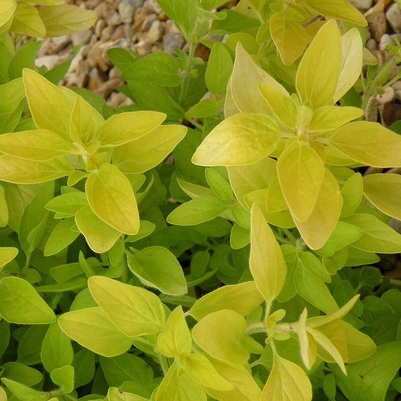 dt-brown VEGETABLE PLANTS 3 x 9cm Potted Plants (LATE) Golden Oregano Herb Plants