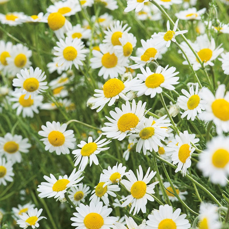 dt-brown VEGETABLE PLANTS Sweet Chamomile Herb Plants