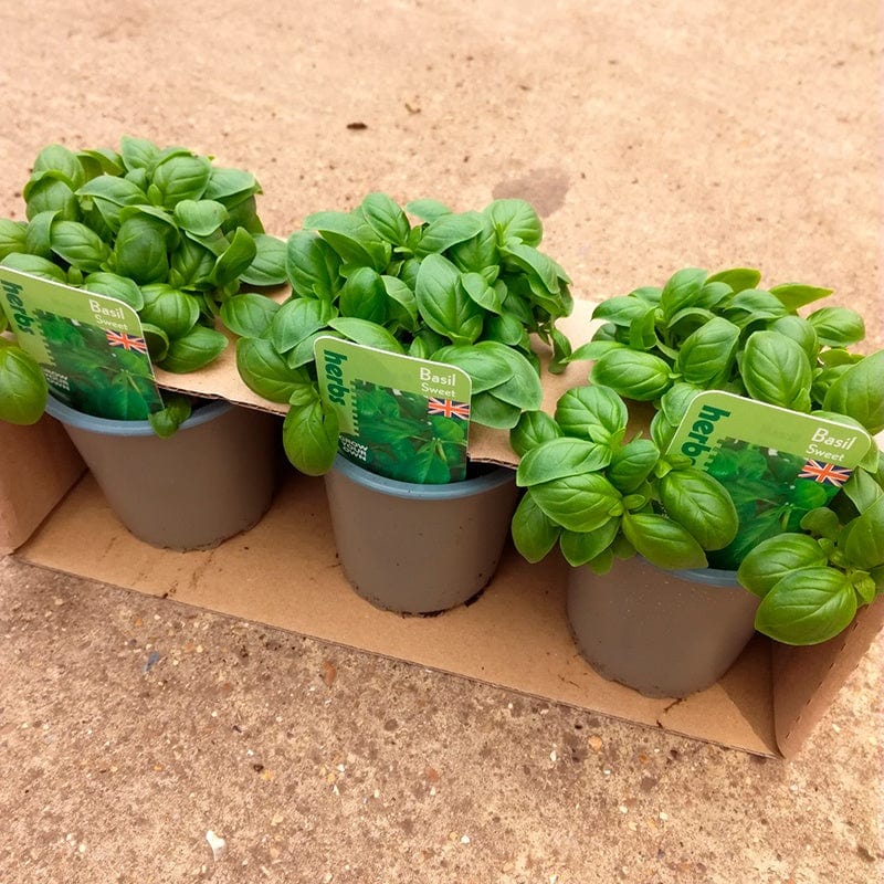 dt-brown VEGETABLE PLANTS Basil Herb Plant Collection