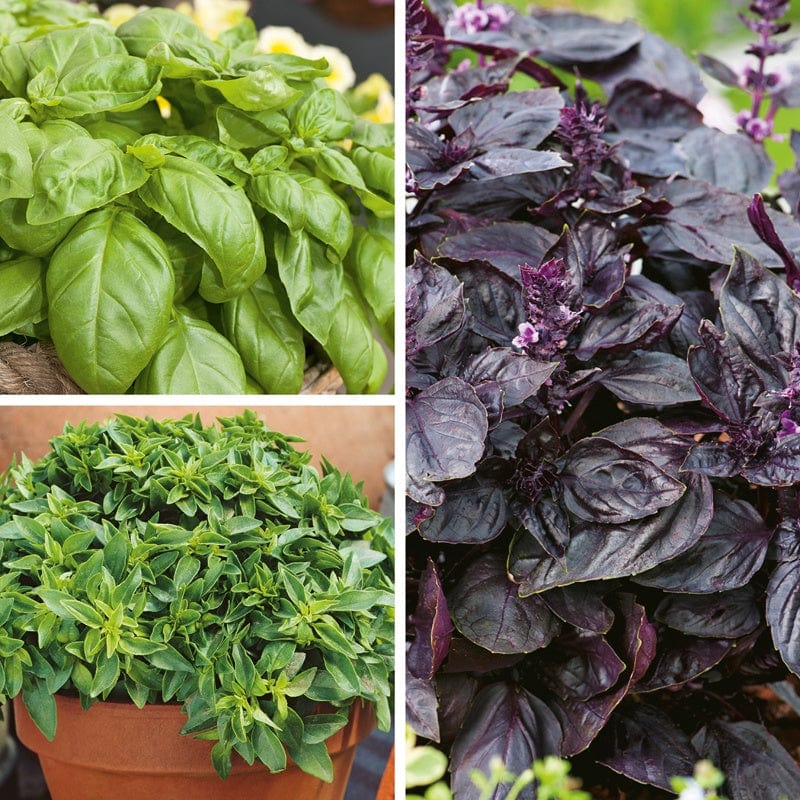 dt-brown VEGETABLE PLANTS 6 x 9cm Potted Plants Basil Herb Plant Collection