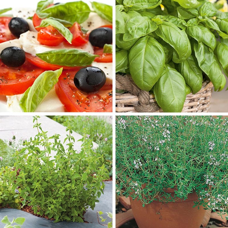 dt-brown VEGETABLE PLANTS Italian Favourites Herb Collection Plants