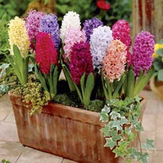 dt-brown FLOWER BULBS Hyacinth Flower Bulb Mix