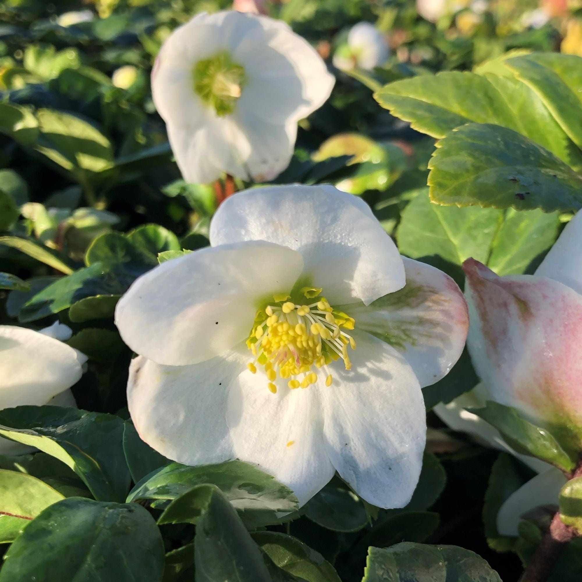 dt-brown FLOWER PLANTS Hellebore Christmas Carol Plants