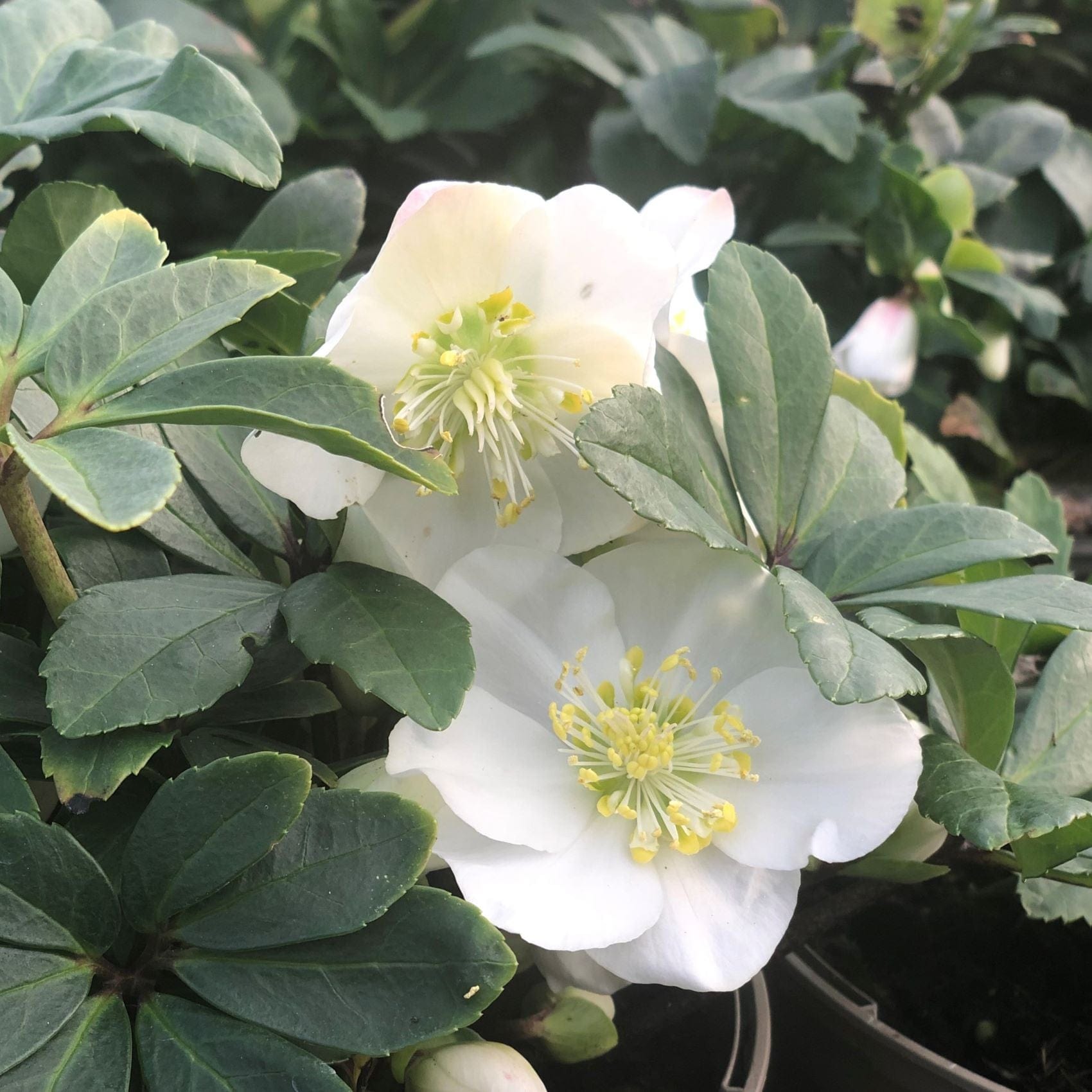 dt-brown FLOWER PLANTS Hellebore Christmas Carol Plants