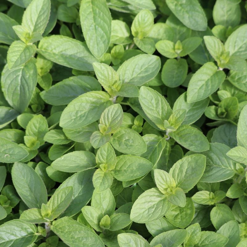 dt-brown Herb Mint Lemon